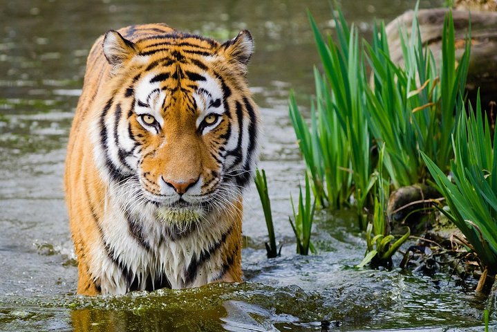 Golden Triangle with Ranthambhore Tour