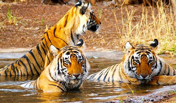 Golden Triangle with Ranthambhore Tour